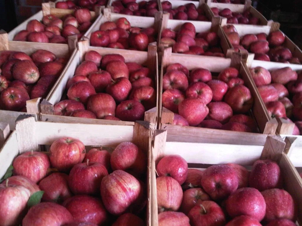 яблоки оптом продаем 2018 года урожая в Македонии 2