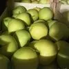 яблоки оптом продаем 2018 года урожая в Македонии