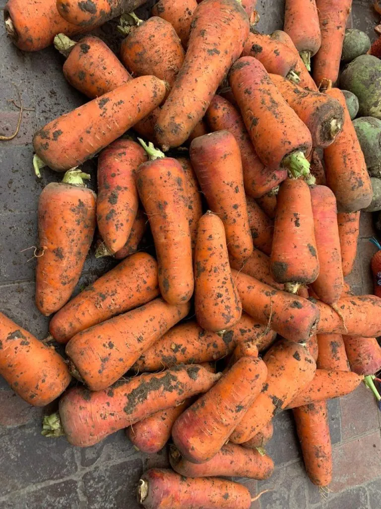 фотография продукта Морковь крупная оптом  по 7руб