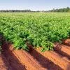 картофель 2023 свежие из египта  в Египте 3