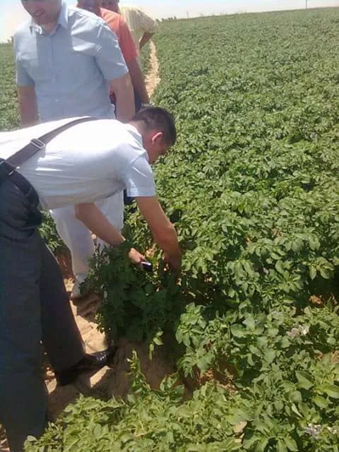 картофель 2023 свежие из египта  в Египте 2