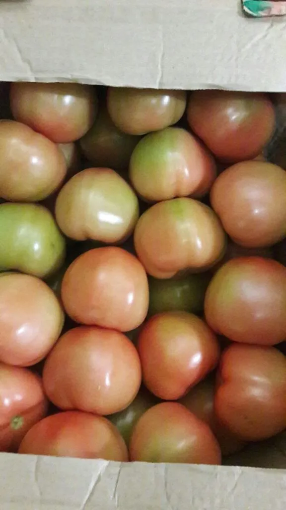 фотография продукта томаты отборные