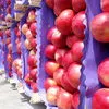 яблоко в Молдавии 10