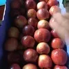 яблоко в Молдавии 5