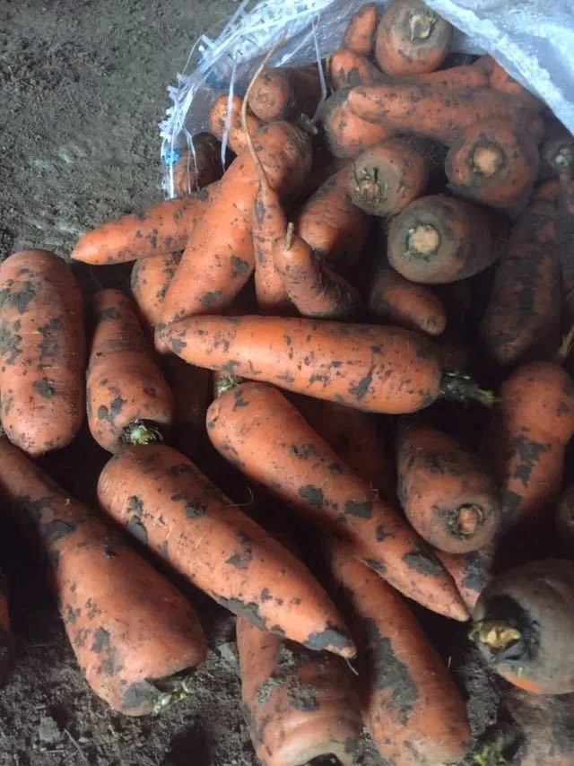 фотография продукта Морковь 9 руб.