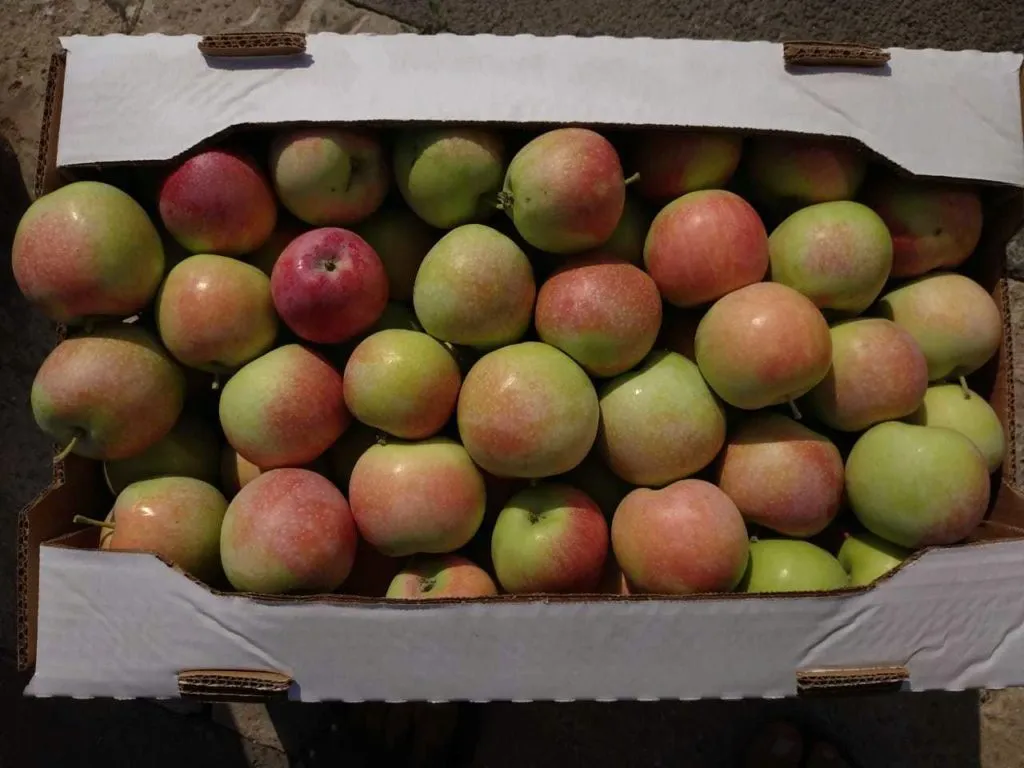 яблоки оптом по 36руб в Ростове-на-Дону