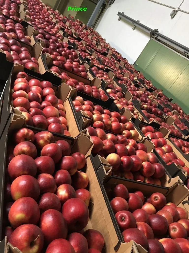 экспорт яблок в Республике Беларусь 3