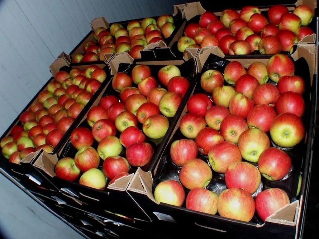 экспорт яблок в Республике Беларусь 10
