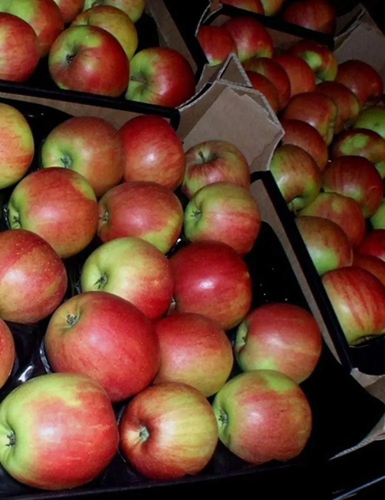 экспорт яблок в Республике Беларусь 15