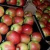 экспорт яблок в Республике Беларусь 15