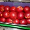 экспорт яблок в Республике Беларусь 14