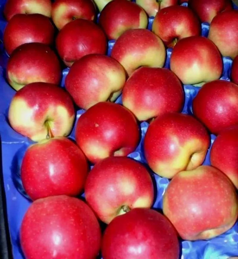 экспорт яблок в Республике Беларусь 13
