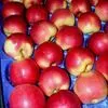 экспорт яблок в Республике Беларусь 13