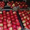 экспорт яблок в Республике Беларусь 8