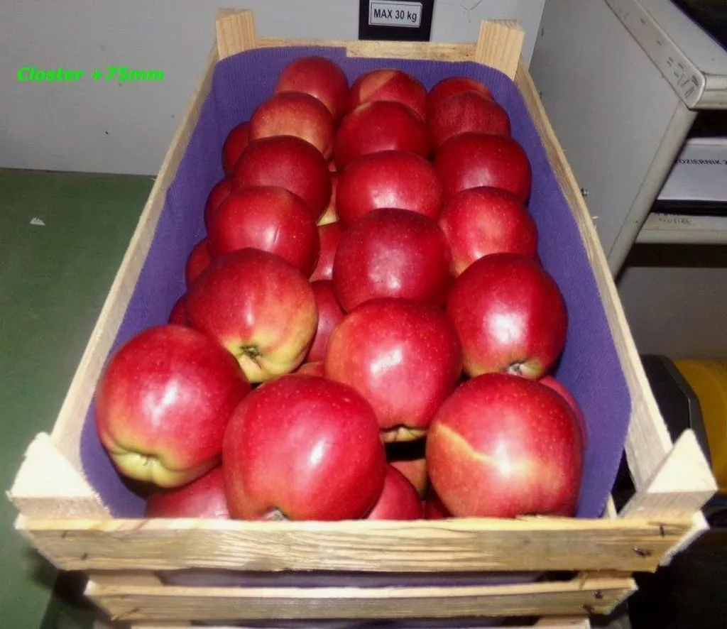экспорт яблок в Республике Беларусь 12