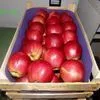 экспорт яблок в Республике Беларусь 12