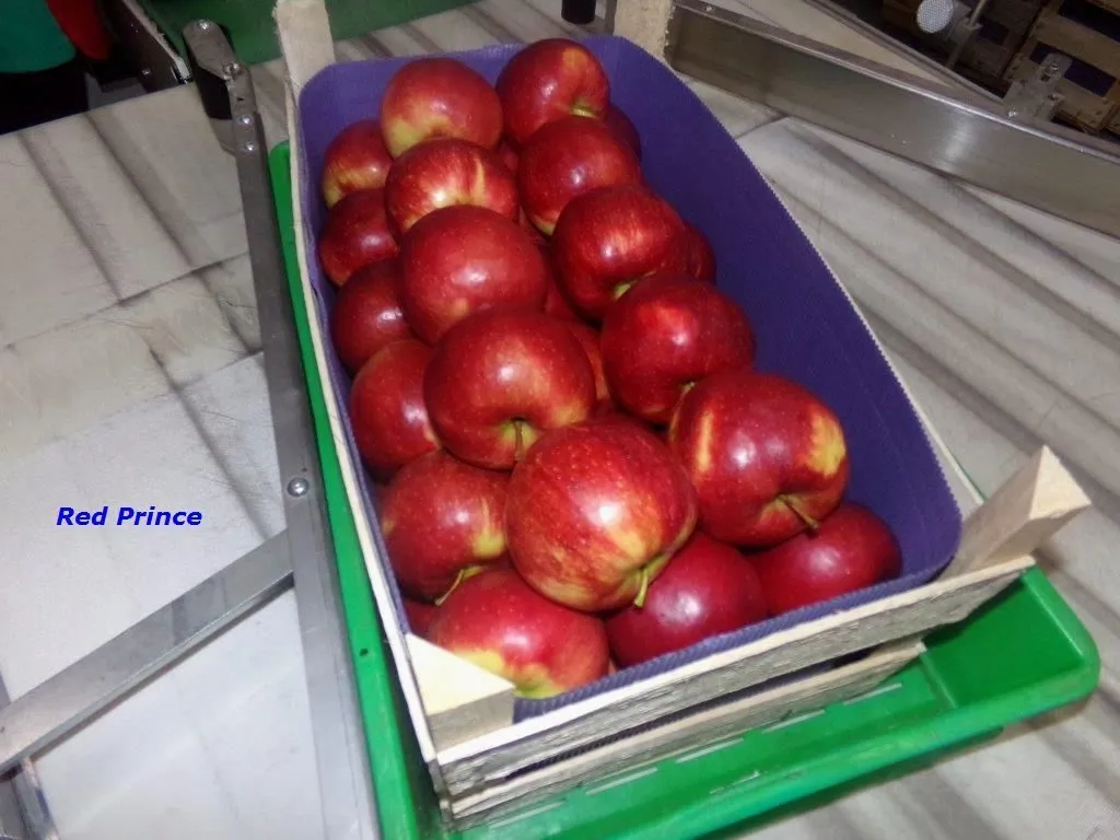 экспорт яблок в Республике Беларусь 11