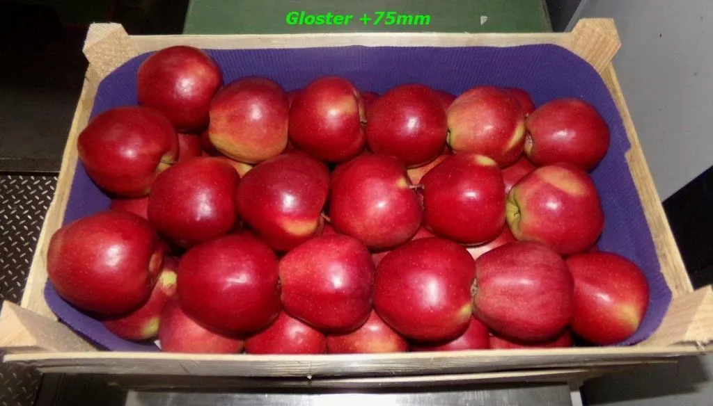экспорт яблок в Республике Беларусь 4
