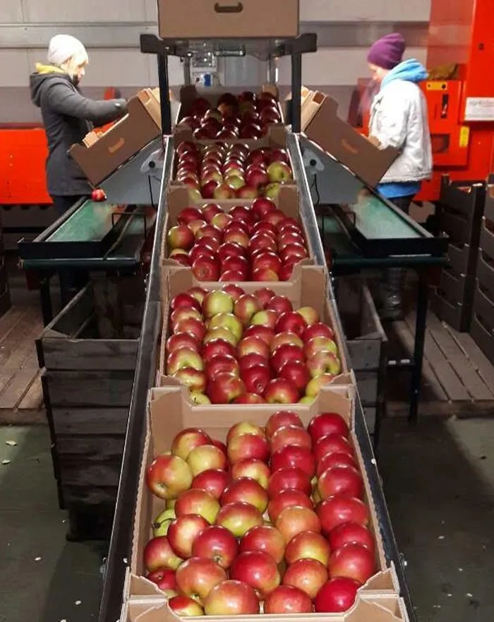 экспорт яблок в Республике Беларусь 9