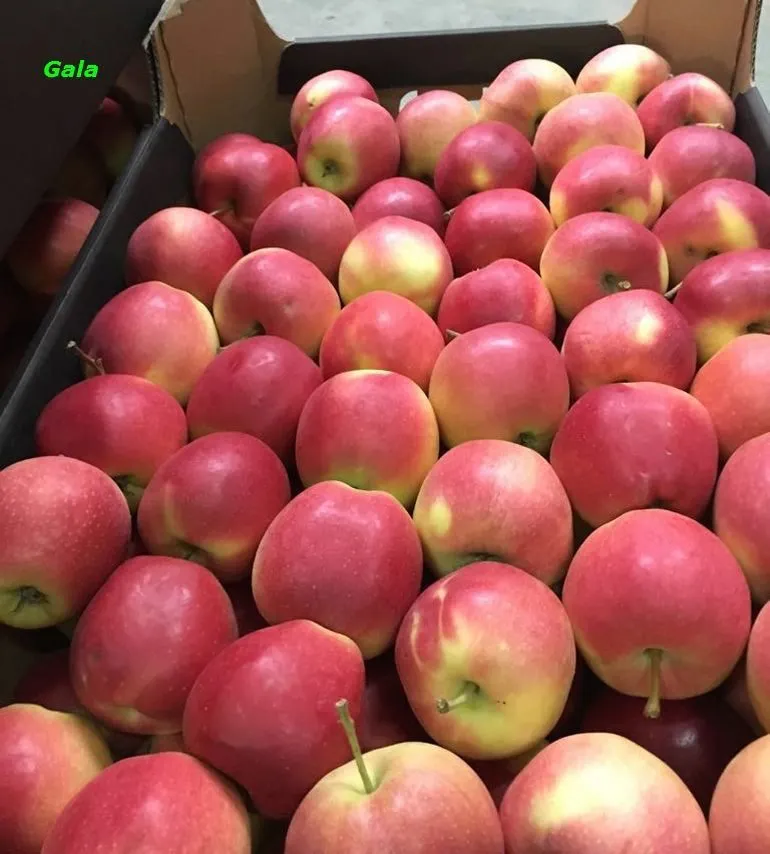 экспорт яблок в Республике Беларусь 2