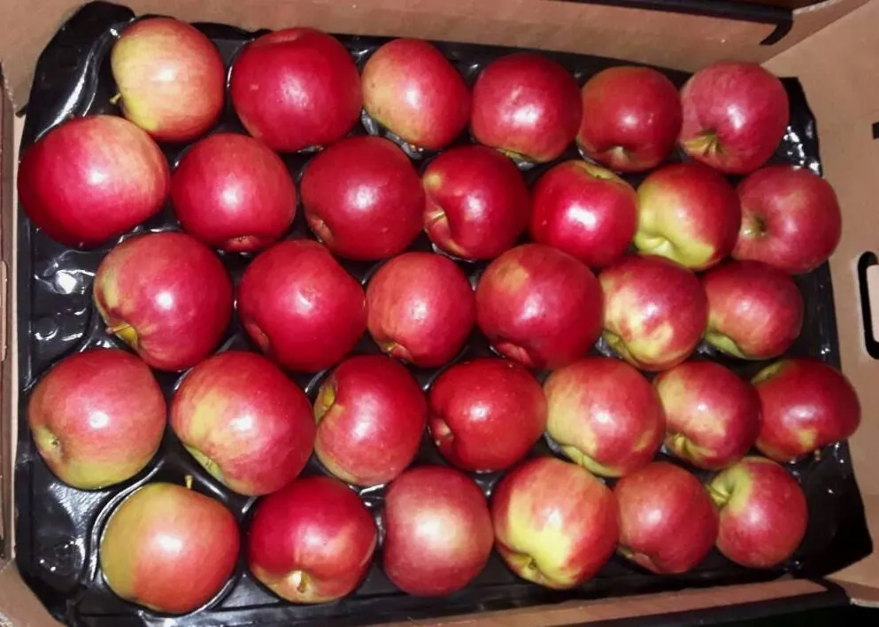 экспорт яблок в Республике Беларусь 6
