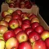 экспорт яблок в Республике Беларусь