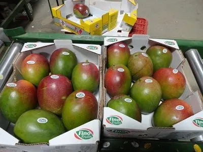 предлагаем   манго  из Перу ,Бразилии в Бразилии