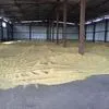 пшеница  озимая   в Веневе 3