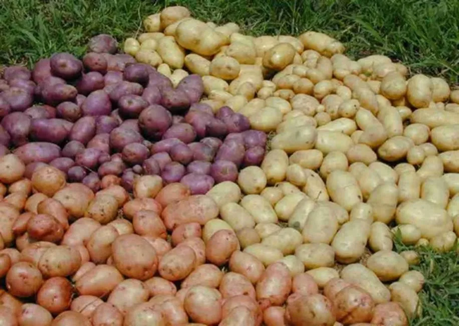 семенной картофель разных сортов в Москве