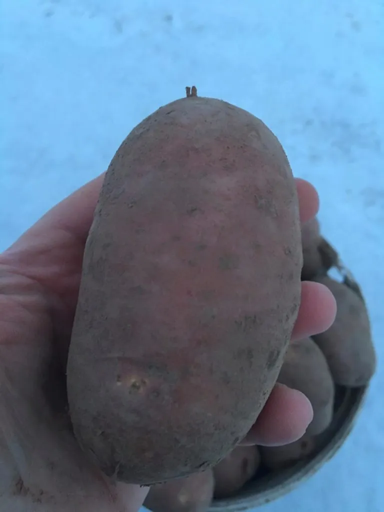 картофель урожай 2019г в Москве 15