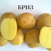 семенной картофель. в Чебоксарах 11