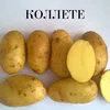 семенной картофель. в Чебоксарах 4