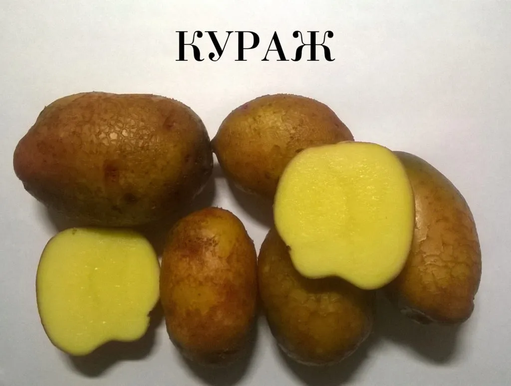 семенной картофель. в Чебоксарах 3