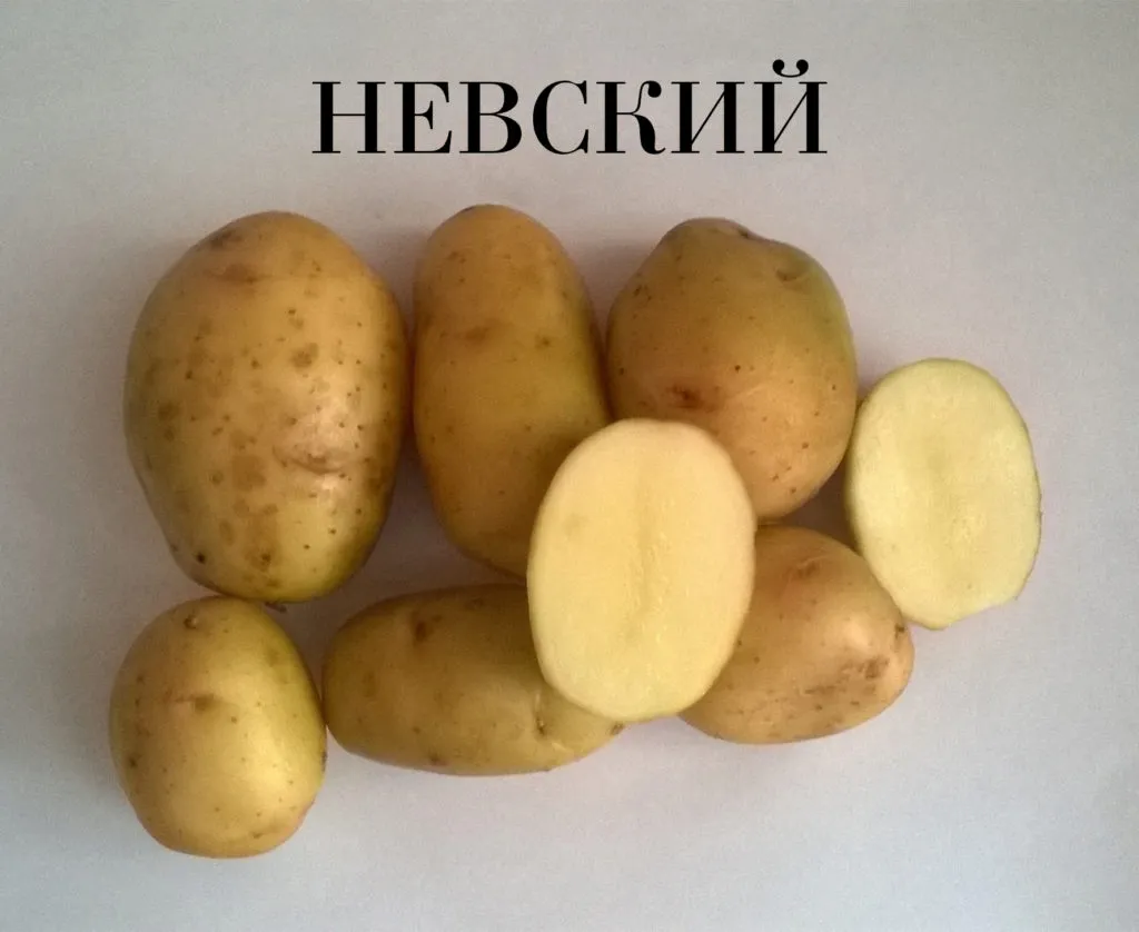 семенной картофель. в Чебоксарах 2