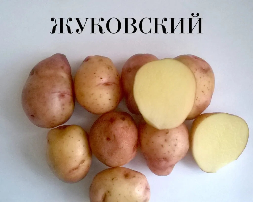 семенной картофель. в Чебоксарах