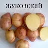 семенной картофель. в Чебоксарах