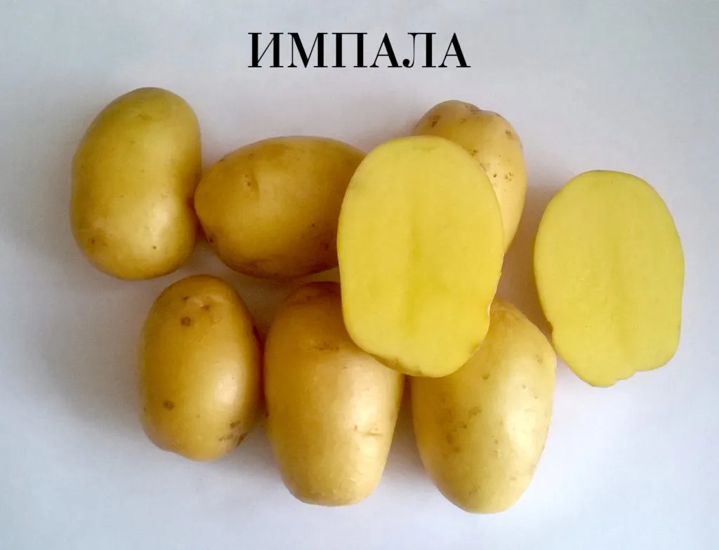 семенной картофель. в Чебоксарах 9