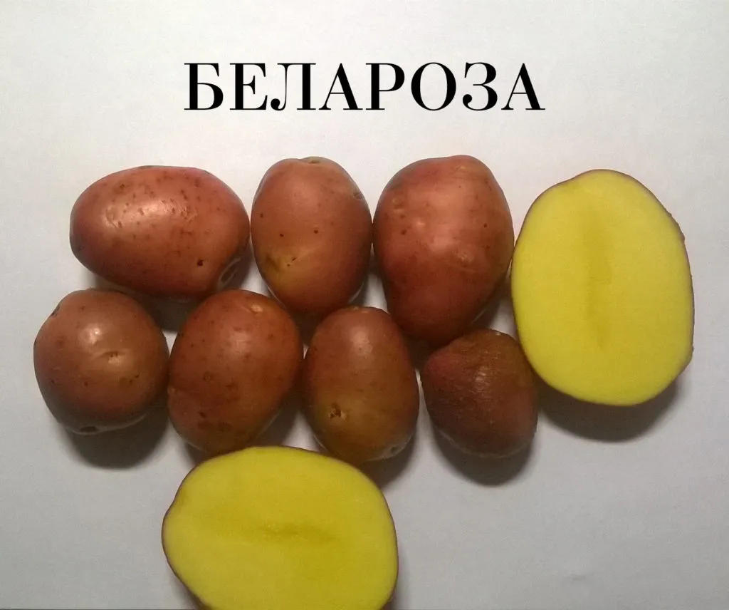 семенной картофель. в Чебоксарах 6