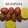 семенной картофель. в Чебоксарах 6