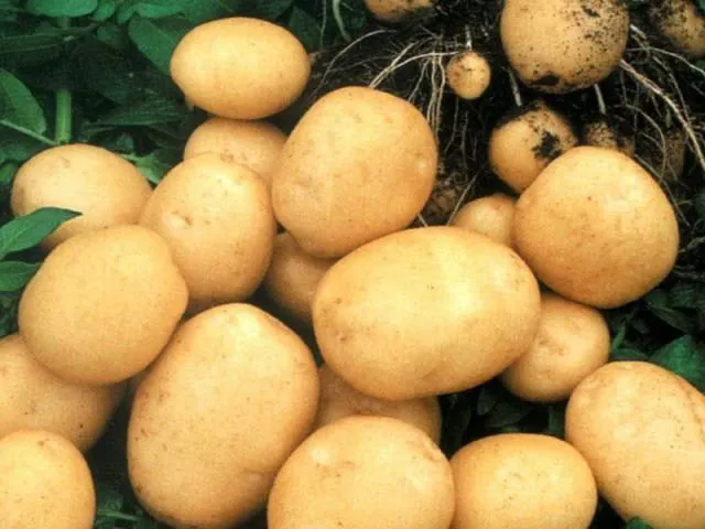 продаю ранний картофель 2019 в Харабали 2