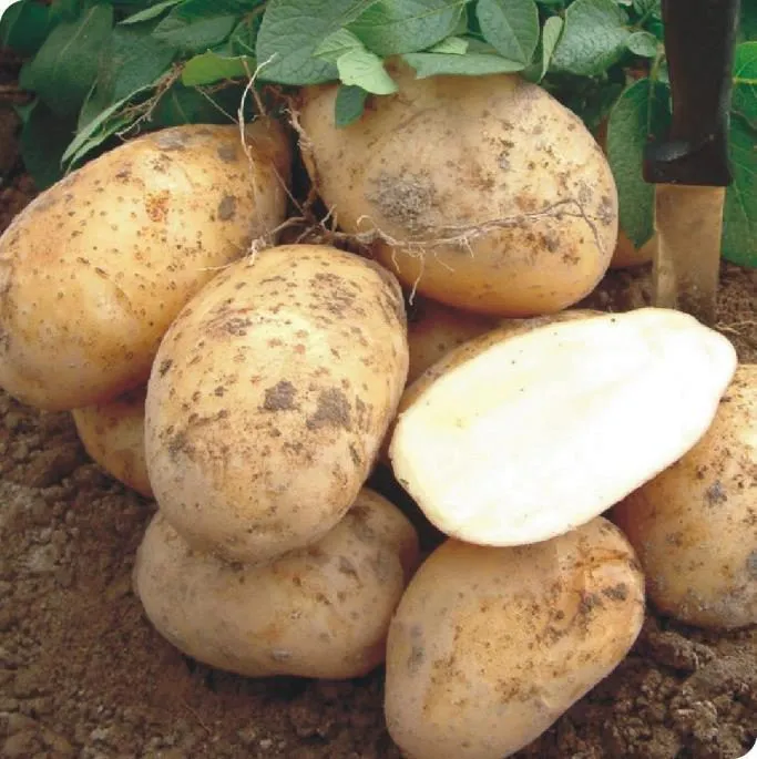 продаю ранний картофель 2019 в Харабали