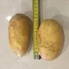 картофель продовольственный сорт Крона в Москве
