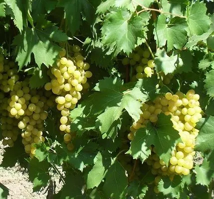 виноград Мускат (на сок или др. напитки) в Краснодаре