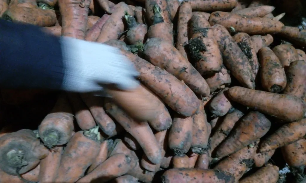 фотография продукта Морковь Кардоба