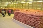 картофель (поиск и поставка овощей) в Республике Беларусь 4