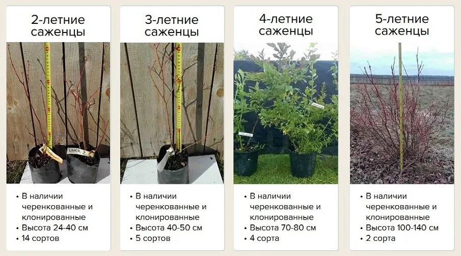 саженцы голубики садовой оптом по РФ в Москве