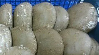 грибы Шампиньоны Свежие 120 Руб/кг в Ступине 5