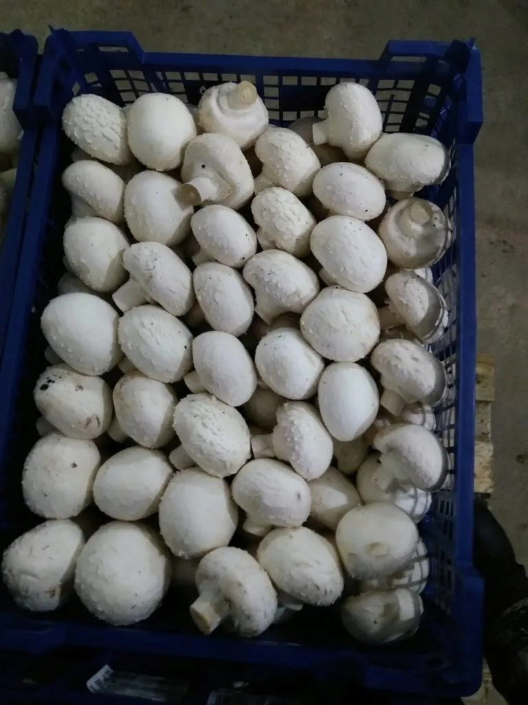 грибы Шампиньоны Свежие 120 Руб/кг в Ступине
