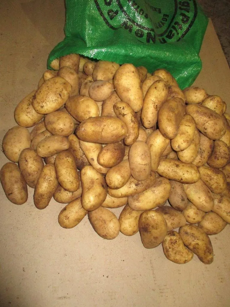 импортный картофель урожай 2019 г Египет в Краснодаре 4