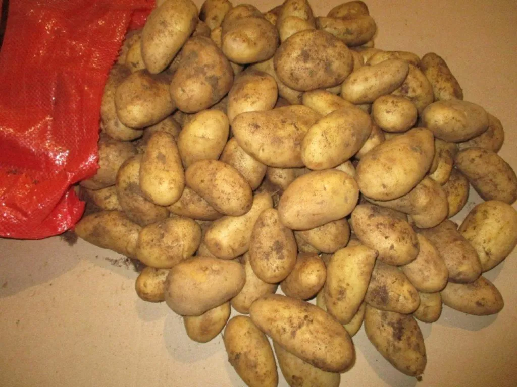 импортный картофель урожай 2019 г Египет в Краснодаре 3
